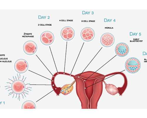 北京代孕管网,北京试管婴儿成功率排名