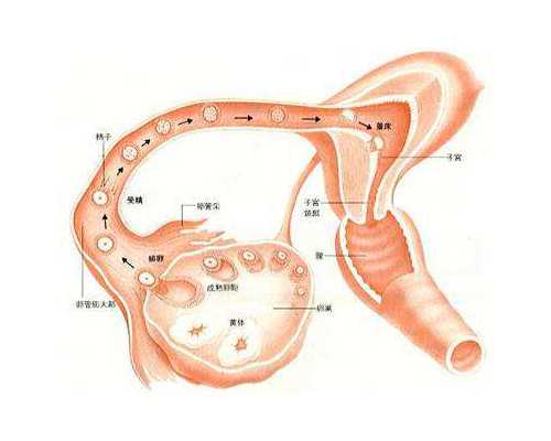 北京三代助孕在线咨询官网,在北京做试管婴儿费用大概是多少……一般成功率