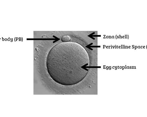 北京供卵生子助孕,热点推荐,北京试管中心