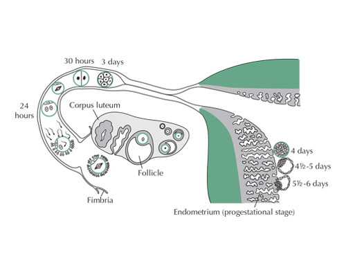 北京哪里可以助孕的,北京高新医院正式登陆新三板成为“试管婴儿第一股”